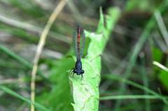Amphiagrion