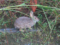 Sylvilagus palustris