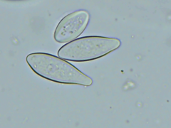 Thecotheus pelletieri