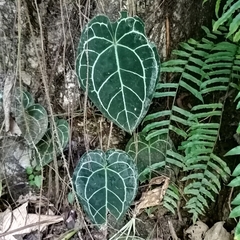 Anthurium crystallinum