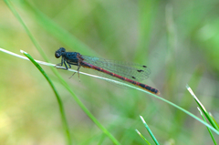 Amphiagrion