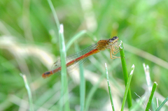 Amphiagrion