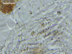 Thecotheus pelletieri
