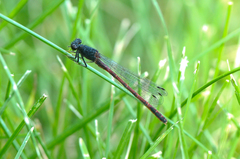 Amphiagrion