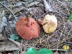 Chalciporus pseudorubinellus