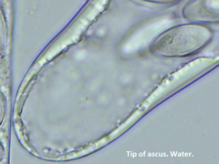 Thecotheus pelletieri