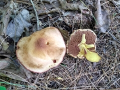Chalciporus pseudorubinellus