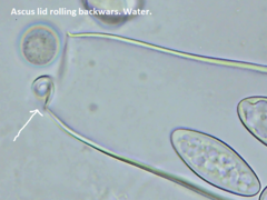 Thecotheus pelletieri