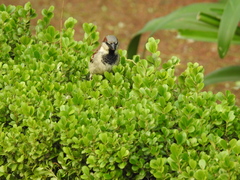 Passer domesticus
