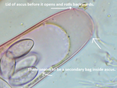 Thecotheus pelletieri