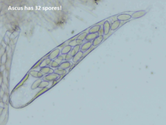 Thecotheus pelletieri