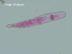 Thecotheus pelletieri