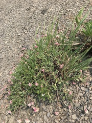 Eriogonum coloradense
