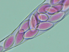 Thecotheus pelletieri