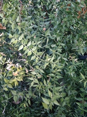 Ruscus aculeatus