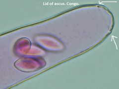 Thecotheus pelletieri