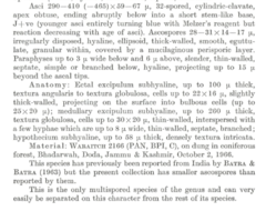 Thecotheus pelletieri