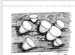 Thecotheus pelletieri