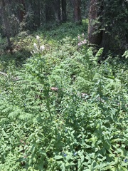 Corydalis caseana brandegeei