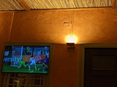 Tarentola mauritanica