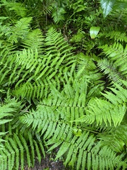 Deparia