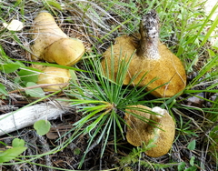 Suillus plorans