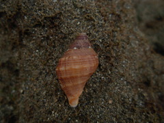 Stramonita haemastoma