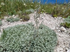 Artemisia hololeuca