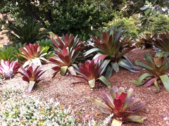 Alcantarea imperialis