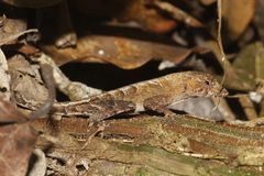 Anolis tropidonotus
