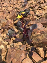 Senecio soldanella
