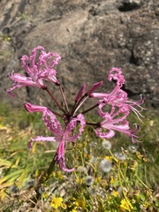 Nerine