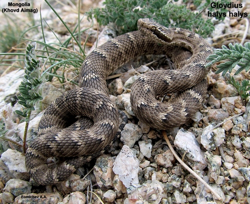 Halys Pit Viper, Gloydius halys