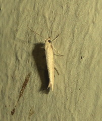 Scythris pelinaula