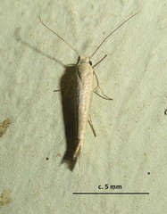 Scythris pelinaula