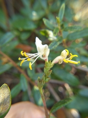 Lonicera subspicata subspicata