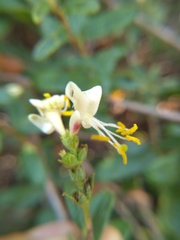 Lonicera subspicata subspicata