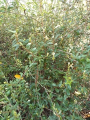 Lonicera subspicata subspicata