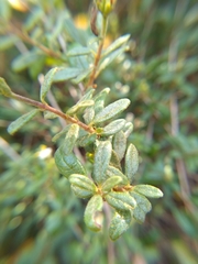 Lonicera subspicata subspicata