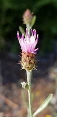 Centaurea ×psammogena