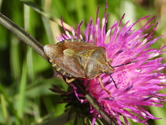 Carpocoris melanocerus