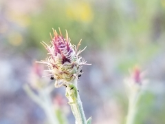 Centaurea ×psammogena