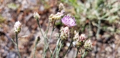 Centaurea ×psammogena