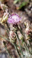 Centaurea ×psammogena