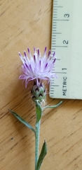 Centaurea ×psammogena