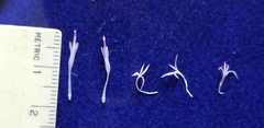 Centaurea ×psammogena