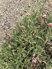Eriogonum coloradense