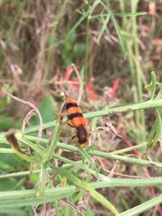 Trichodes bibalteatus