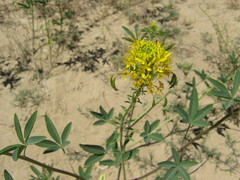 Cleomella lutea