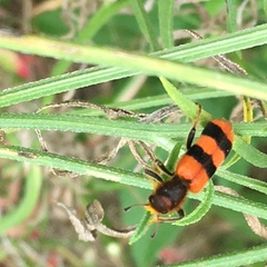 Trichodes bibalteatus